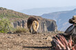 Gelada Baboons of Debre-Libanos-Gorge, Ethiopia