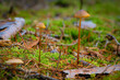 kleine Pilze im Wald