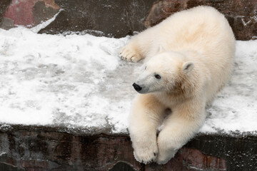 Wall Mural - Funny white bear. Polar bear in a funny pose.