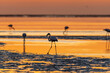 Flamingo in the golden evening light