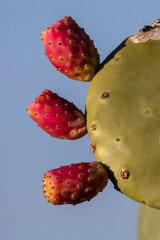 Wall Mural - Prickly pears fruit on cactus plant. These are very delicious fruits, and in some places even the leaves are used in recipes.