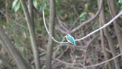 Poster - common kingfisher is hunting a fish