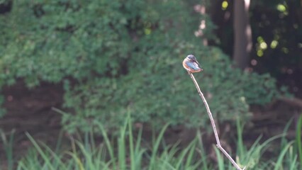 Poster - common kingfisher is hunting a fish