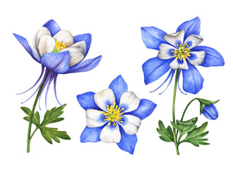 Watercolor set of flowers, hand painted floral illustration, blue columbines isolated on a white background.