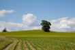 Baum mit Maisfeld im Sommer - Sonneschein mit Wolken