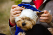 Cute funny little Yorkshire Terrier dog in warm blue coat with hood on head sits on owner's lap in autumnal park. A woman put a hood on furry doggy pet. Taking care of a canine Companion dog and owner
