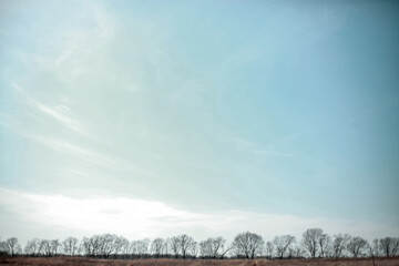 blue sky over tree line