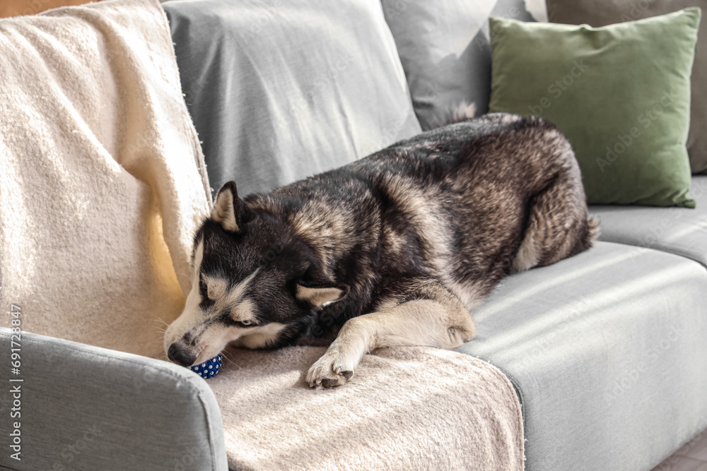 Cute Husky dog with toy on sofa in living room