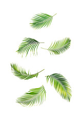 Wall Mural - Falling palm leaves in the air isolated on white background.