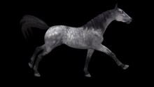 Dapple Grey Horse - Gallop Loop - Side View CU - Realistic 3D Animation With Alpha Channel Isolated On Transparent Background