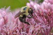 Bumble Bee on Pink Flower - Side