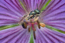 Small Carpenter Bee On A Purple Flower - Top