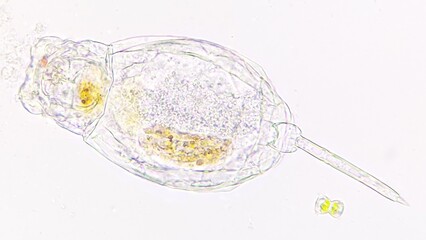 Living rotifer collected from the lake. Selective focus image