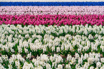 Poster - A stunning panoramic view of a white daffodil field in the serene and idyllic countryside of the Netherlands. The beautiful flowers create a picturesque and tranquil scene.