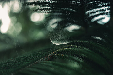 Wall Mural - Dark green pine branches and leaves in the morning