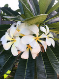 Fototapeta Storczyk - Closeup picture of beautiful white flowers beauty in nature jasmine, 