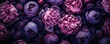 © Tierney - Peony flowers on a dark background