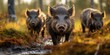 Wild boars tread softly through the underbrush, their coarse fur glistening with dew.