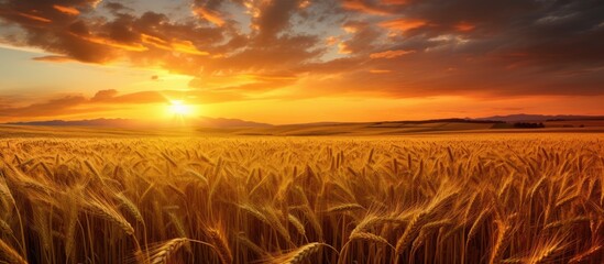 Sticker - Sunset in Hungary over a ripe wheat field, waiting to be harvested.