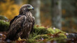 An eagle is looking for food in the forest.