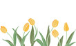 Yellow tulips set on a transparent background.Spring flowers vector illustration.