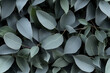 fresh eucalyptus leaves background wall texture pattern seamless