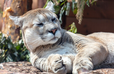 Wall Mural - Puma sleeps in the zoo