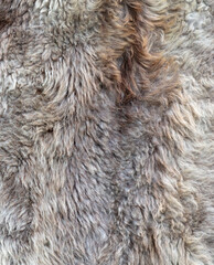 Canvas Print - Animal fur as an abstract background. Texture