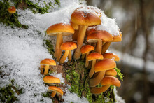Closeup Shot Of Edible Mushrooms Known As Enokitake