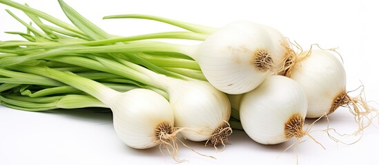 Canvas Print - White onions with long green stalks and thin dried roots, featuring white papery skin, sweet, and mild flesh.