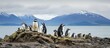 Penguins nesting near beach in Patagonia, Argentina.