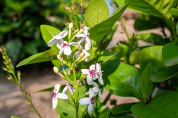 Wall Mural - Yellow-Vein Eranthemum, small white flowers blooming by grouping on its stem, one of beautiful ornamental plant for garden