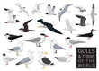 Bird Gulls and Terns of the World Set Cartoon Vector Character