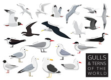 Bird Gulls And Terns Of The World Set Cartoon Vector Character