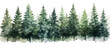 Christmas trees Vector watercolor illustration,Forest, fir trees, pine trees, woods watercolor illustration,festival set