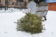 Christmas tree recycling. Christmas tree is put down at a street after winter holidays.