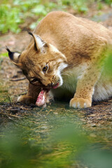 Wall Mural - The Eurasian lynx (Lynx lynx), an adult lynx with prey in a thick bush. A large lynx in the zoo.