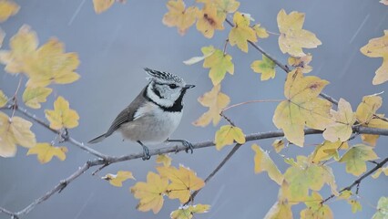 Wall Mural - Under snowfall, the crested tit in the autumn season (Lophophanes cristatus)