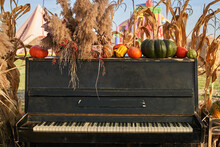 Old Broken Piano Decorated With Dry Blade Of Grass And Pumpkins At Warm Autumn Day. Front View Of Hay Bales, Pumpkins And Cornstalks Decorate Front Of Black Piano In Autumn. Concept Of Autumn Beauty.