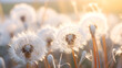 Dandelion seeds blowing in the wind across a summer field background, conceptual image meaning change, growth, movement and direction. High quality, Dandelions in the field, beautiful sunlight,
