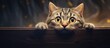 A nervous wide eyed tabby shorthair cat with dilated pupils. Copy space image. Place for adding text