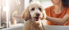 Close Up Muzzle Of Cute Obedient Curly Labradoodle Dog Female Groomer Washing Pet With Shampoo In Bathroom At Grooming Salon Unrecognizable Woman Owner Carefully Washes Pet Fur In Bath At Home