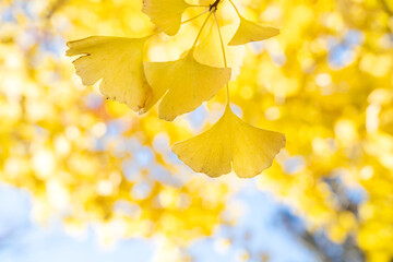 Sticker - Beautiful yellow ginkgo, gingko biloba tree forest in autumn season.