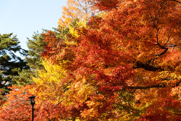Wall Mural - beautiful maple leaves on the tree in autumn season.