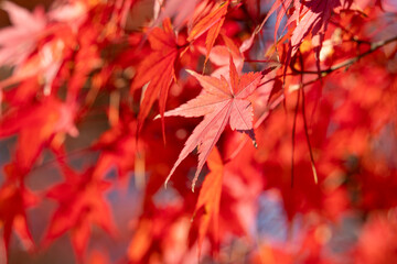 Wall Mural - beautiful maple leaves on the tree in autumn season.