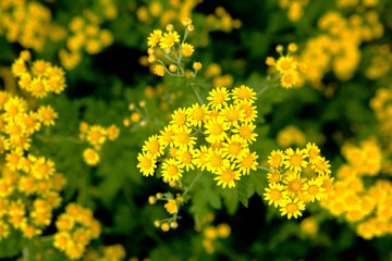 Wall Mural - yellow flowers