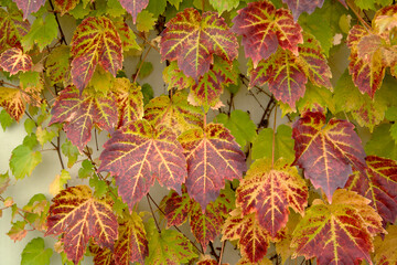 Wall Mural - ivy of autumn