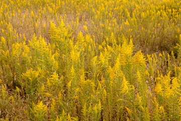 Canvas Print - field of yellow flowers