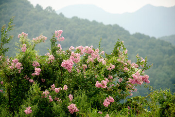 Canvas Print - Lagerstroemia indica blooms