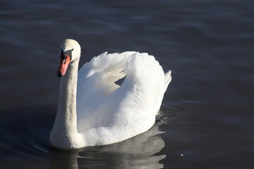 swan, bird, water, nature, animal